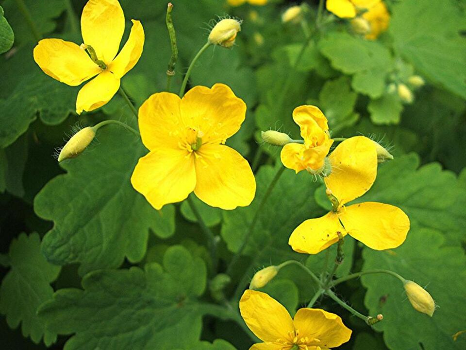 celandine for prostatitis